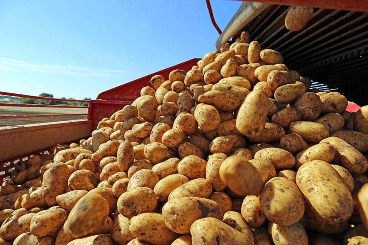 Maine’s Potato Country