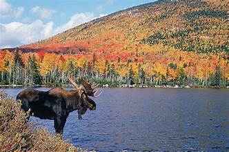 North Maine Woods